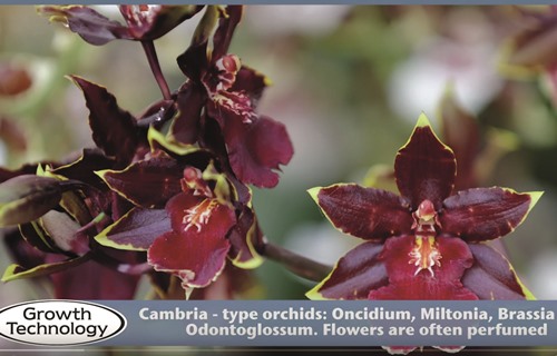 Dividing a Cambria orchid