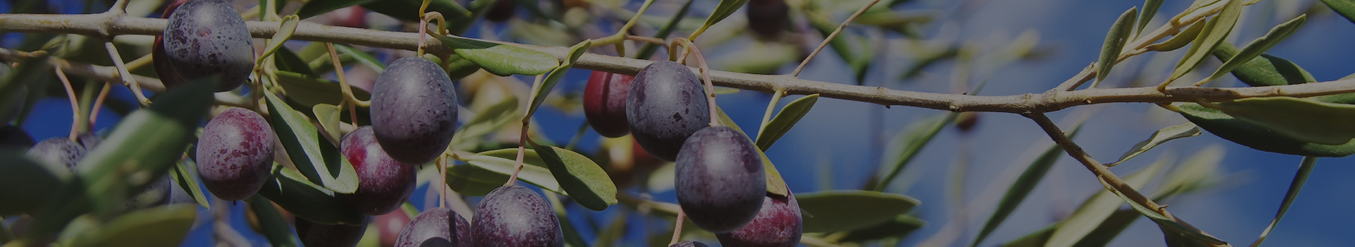 olives banner